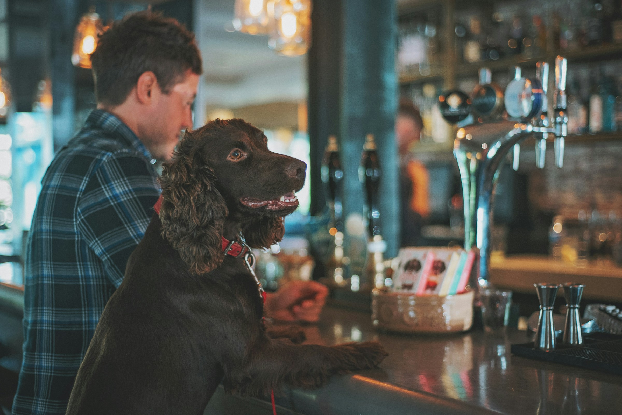 A dog sitting at a bar
